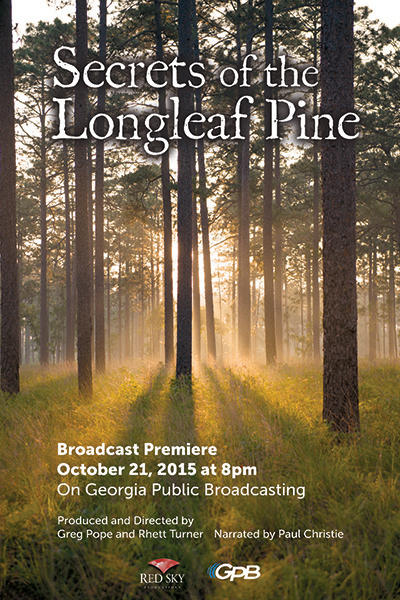 Secrets of the Long Leaf Pine