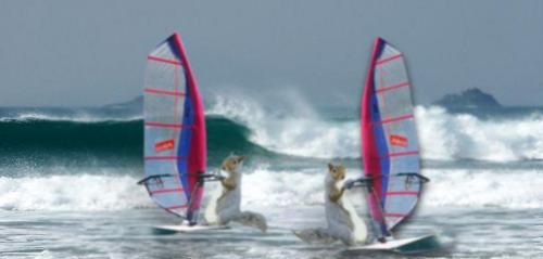 Bushy tail windsurfers